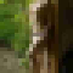 Phorus