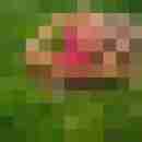 chris_iris