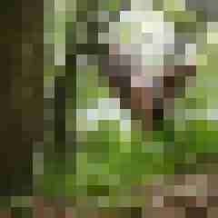 doline