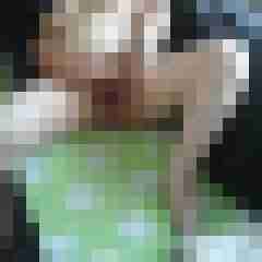stutenlover