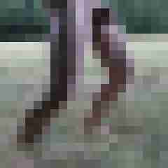 funratte