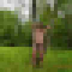 stierodin53
