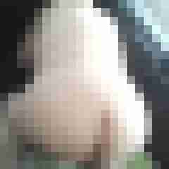 stutenlover