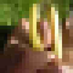 fireadler