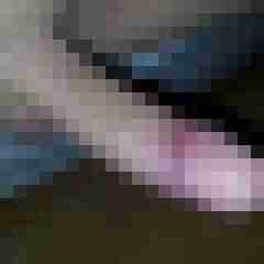 patte83