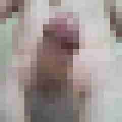 exib1