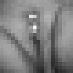 Wuschel-Schlingel