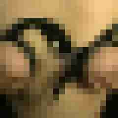 Eve-Steve