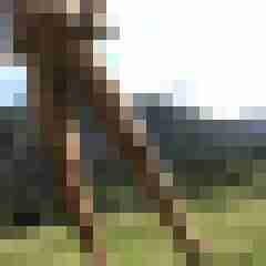 ikmaybe2