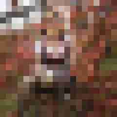 Phorus