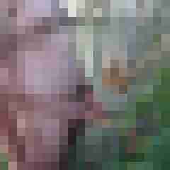 cock01