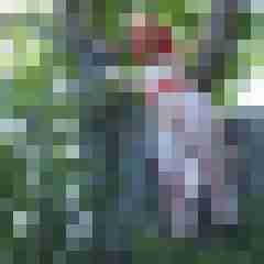 Unke