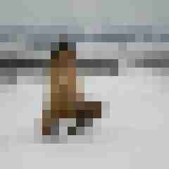 Phorus