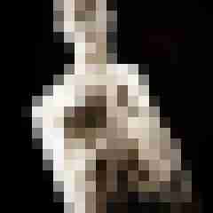 Dingo7