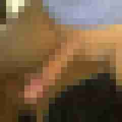 patte83