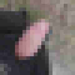 noctolus