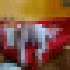 pimperion