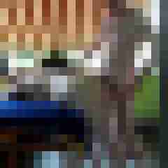 Carlchen