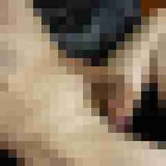 Sucher61