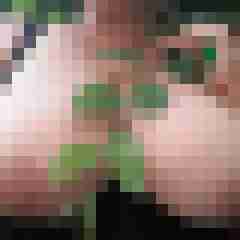 saufotze