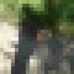Knorrigbaum