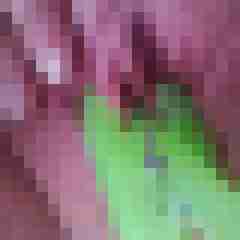 Bbw-Stute