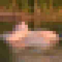 Ingo55