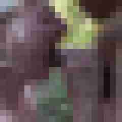 picturefreak