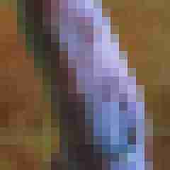 RicardoFFO