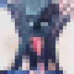 signothetimes