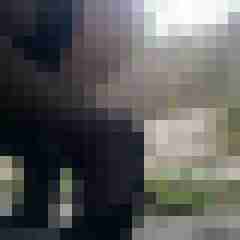 truckinnylons