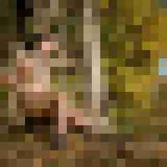 Phorus