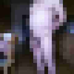 pimperion