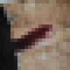 noctolus