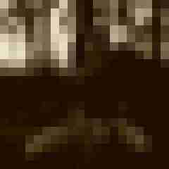 Eule_41