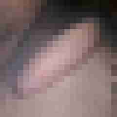 noctolus