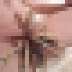 exib1