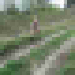 ralley
