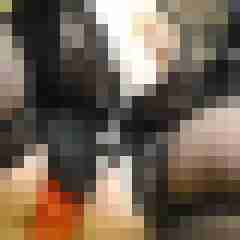 Mistbiene