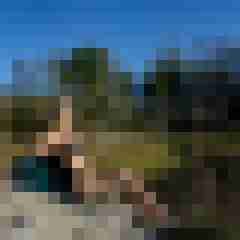 Phorus