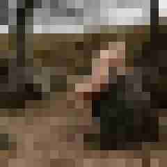 Phorus