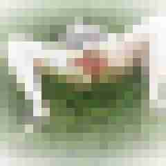 caudabrevis