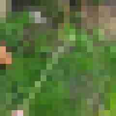 noctolus
