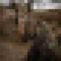 Phorus