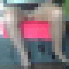 fsh-nylon-dwt