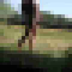 funratte