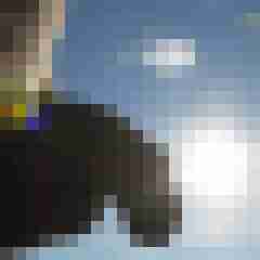 seaturtle1