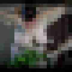 picturefreak