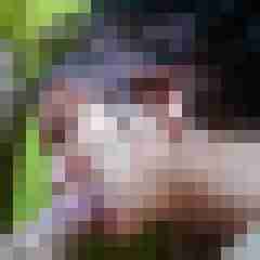 bipaarsuchtmwp