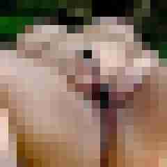 Ingo55